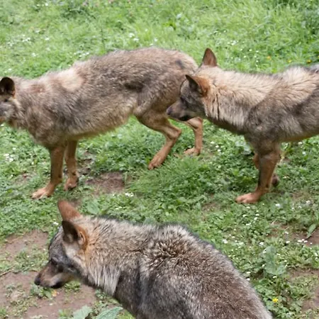 Gran Rural 3* Belmonte De Miranda