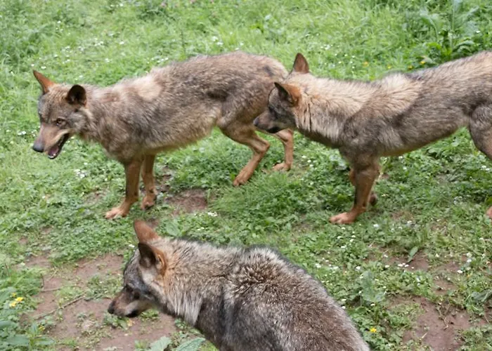 Gran Rural 3* Belmonte De Miranda